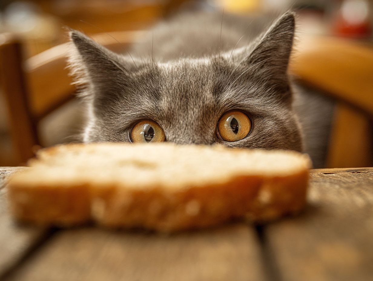 Understanding a Cat's Diet